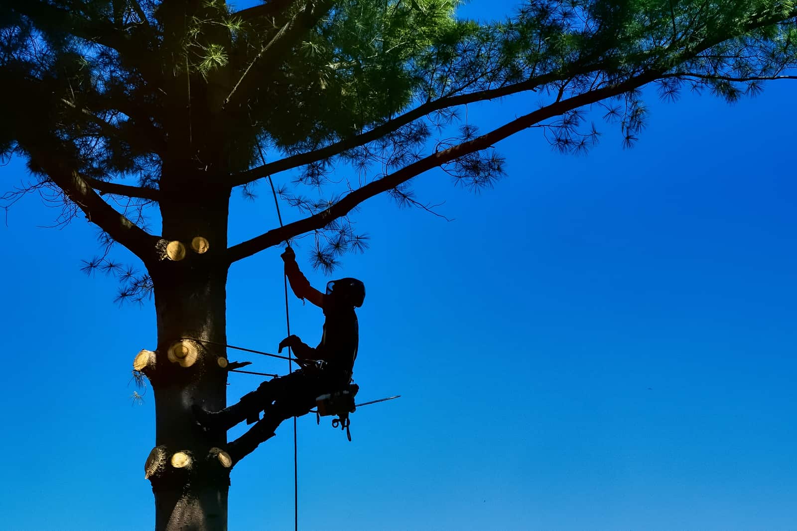 Tree health assessment Dallas