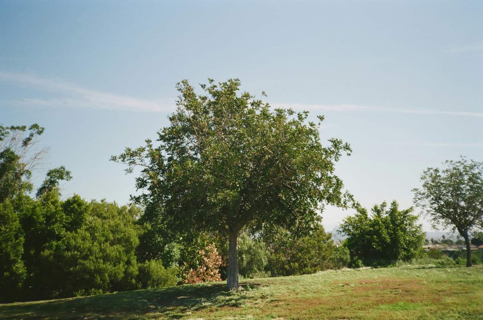 Stump grinding Dallas