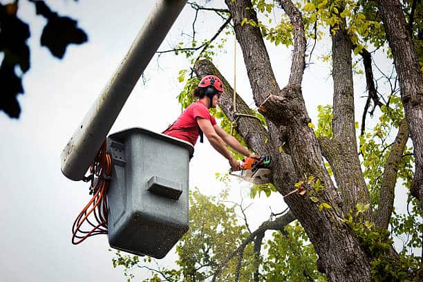 Tree removal service Dallas