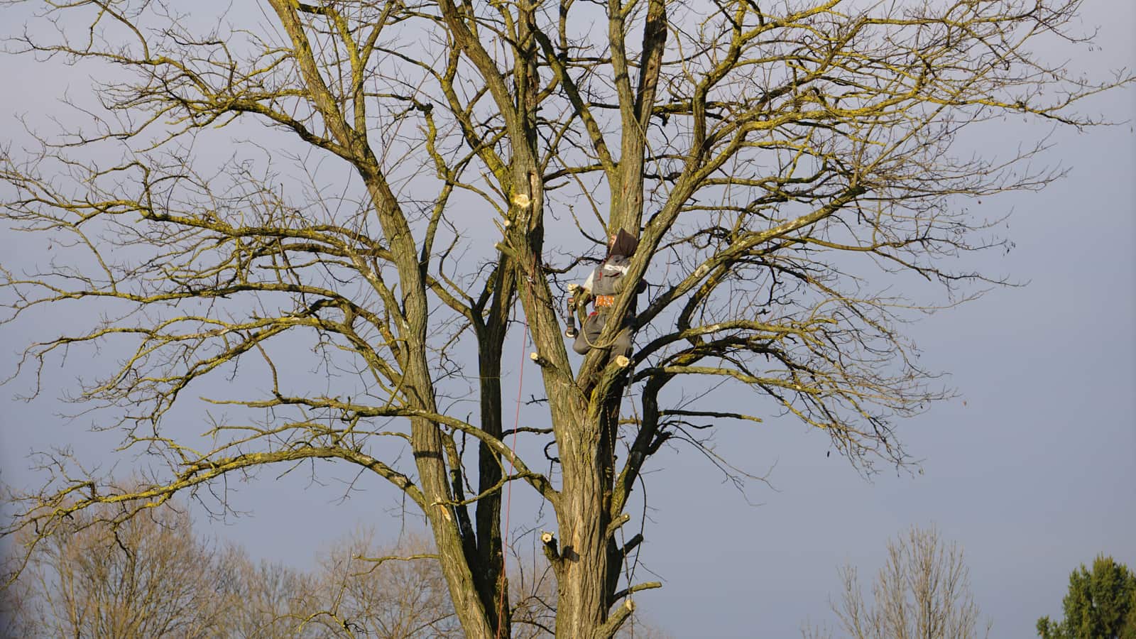 Tree pruning and trimming service